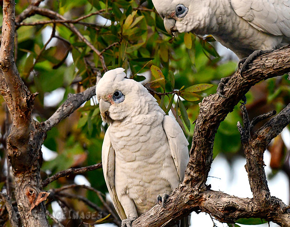 Little Corellas