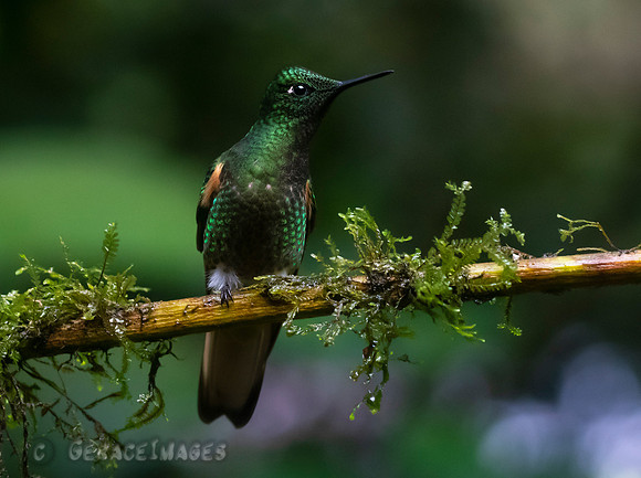 Buff-Tailed Coronet