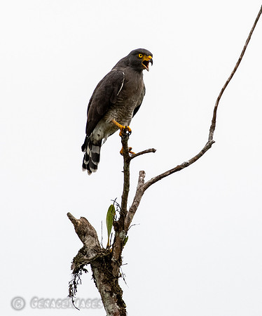 Roadside Hawk