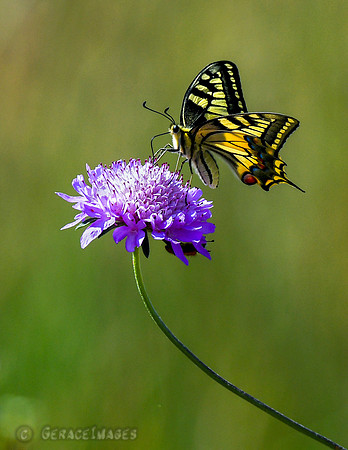 Old World Swallowtail Butterfly