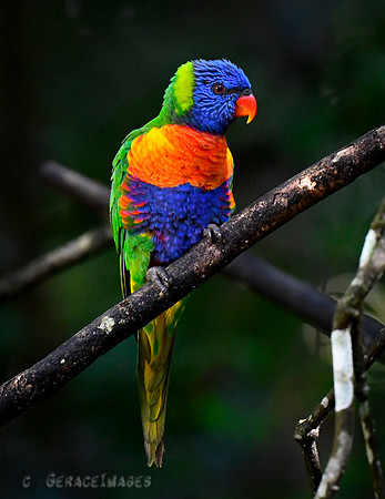 Rainbow Lorikeet