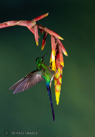 Violet-Tailed Sylph