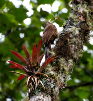 Montane Woodcreeper & Insect