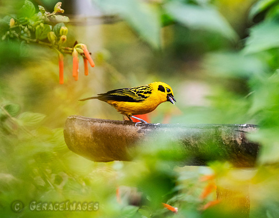 Golden Tanager