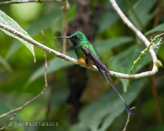 Booted Raquet-Taile Eastern Andes