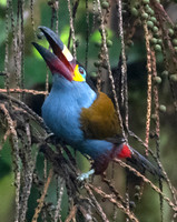 Plate-Billed Mountain Toucan