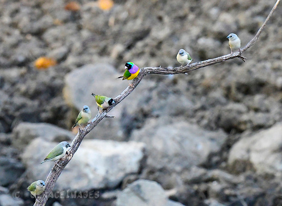 Male & Female Black-faced Gouldians with juveniles.