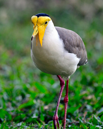 Masked Lapwing