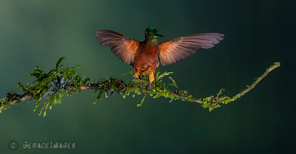 Chestnut-Breasted Coronet