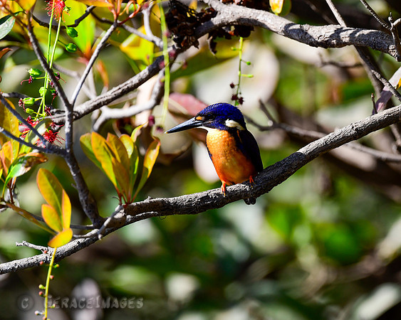Azure Kingfisher