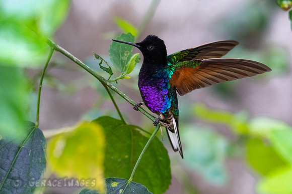 Velvet-Purple Coronet