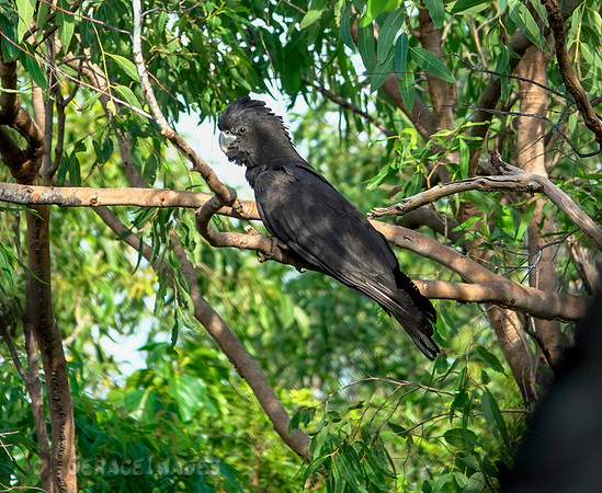 Red-tailed black cockatoo Male