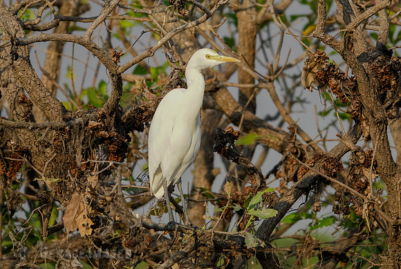 Cattle Egret