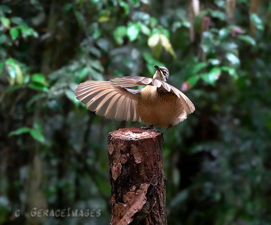 Victoria's Riflebird-immature