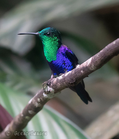 Green Crowned Woodnymph*See Hummingbirds Gallery*