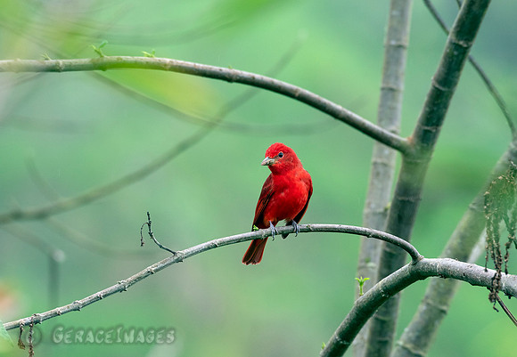 Male Summer Tanager
