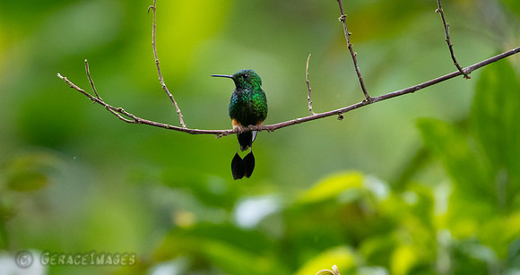 Booted Raquet-tail