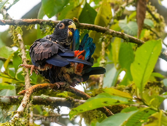 Bronze-Winged Parrot