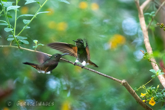 Buff-Tailed Coronets