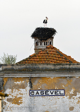White Stork
