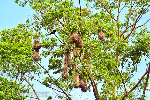 Colony with alpha male and females coming and going.