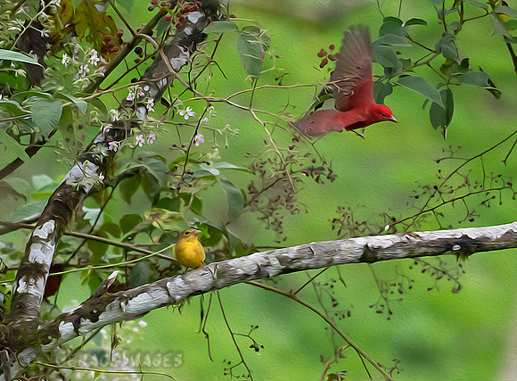 Female & Male Summer Tanagers