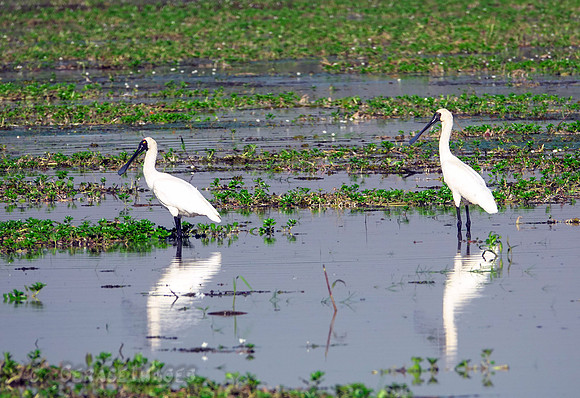 Royal Spoonbills
