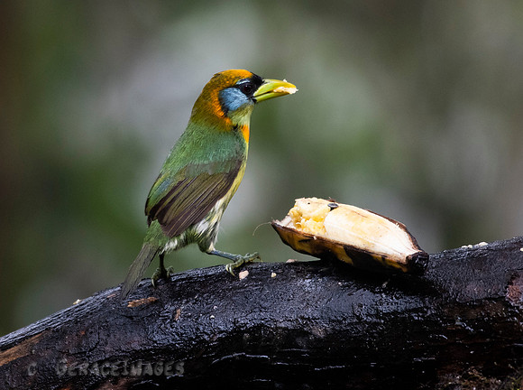 Female Red-Headed Barbet