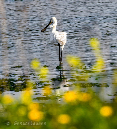 Spoonbill & Spring Wildflowers