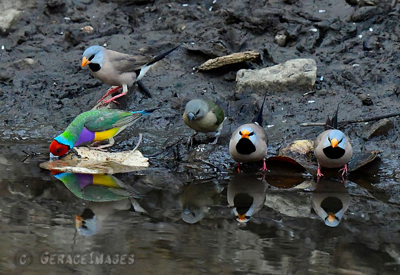 The best chance to photograph the Gouldian Finches is to be out there early..