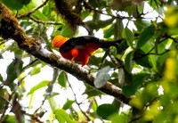 Eastern Andean Cock of the Rock