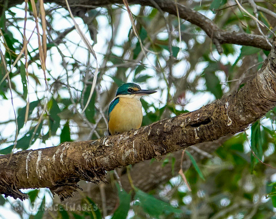 Sacred Kingfisher
