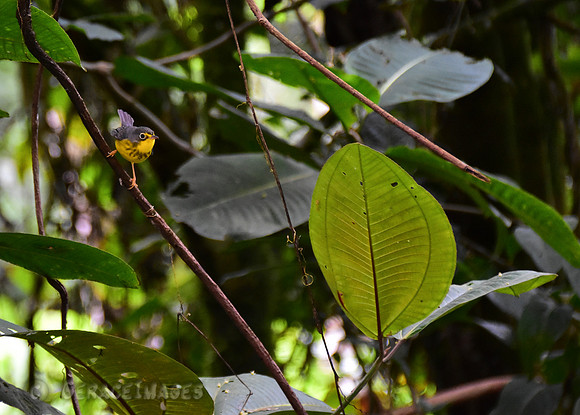 Canadian Warbler
