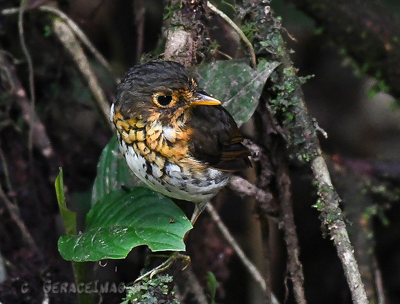 White-Bellied Antpittal