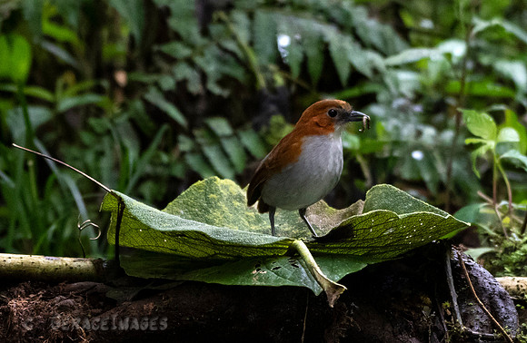White-Breasted Antpitta
