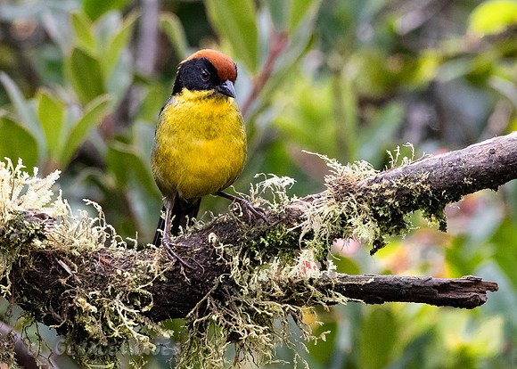 Yellow-Breasted Brush Finch