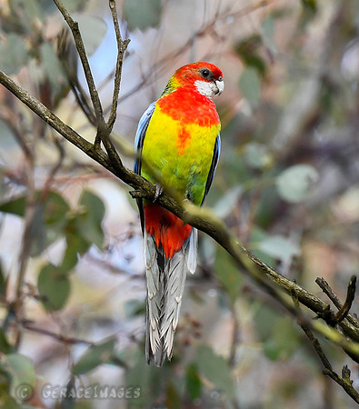 Eastern Rosella