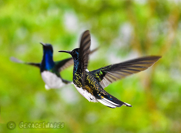 White-Necked Jacobins