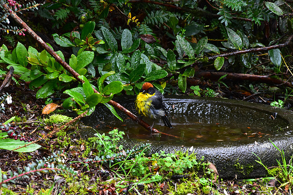 Yellow-Breasted Brush Finch
