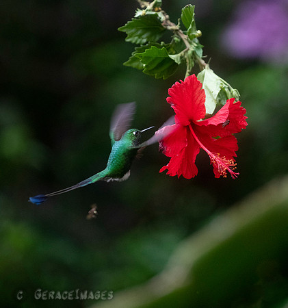 Booted Raquet-Tail
