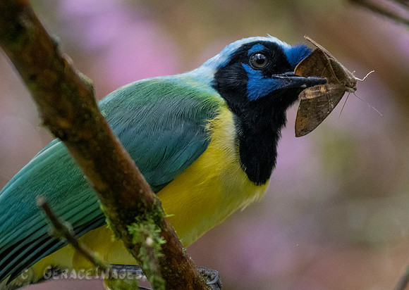 Green Jay & Moth