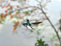 White-Necked Jacobin
