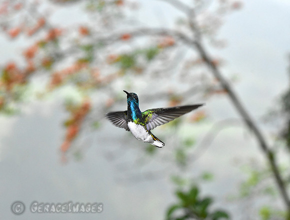 White-Necked Jacobin