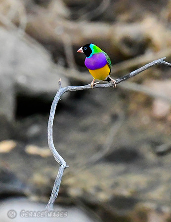 Black-faced Gouldian Finches make up close to 75% of the Gouldian population...