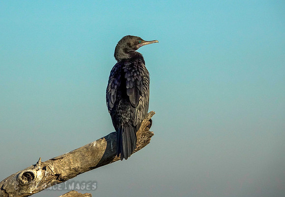 Little Black Cormorant
