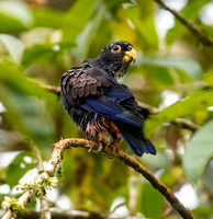 Bronze-Winged Parrot