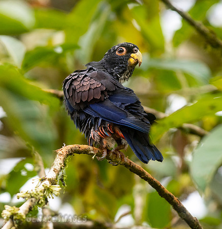 Bronze-Winged Parrot