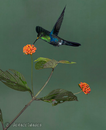 Golden-Tailed Saphire