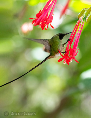Black-Tailed Trainbearer