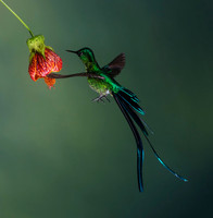 Long-Tailed Sylph